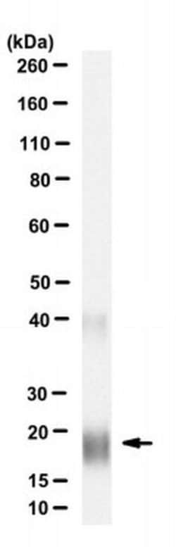 IL1F10 (IL-38) Mouse anti-Human, Clone: H127C, MilliporeSigma 100 &mu;g;